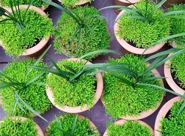 milan米兰app官网