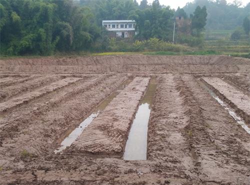 ‘milan米兰app官网’美食做法推荐:牛肉肠蛋炒饭 、咖喱海鲜焗饭 、咸蛋黄肉松浆饭团(图1) 米兰官方网站