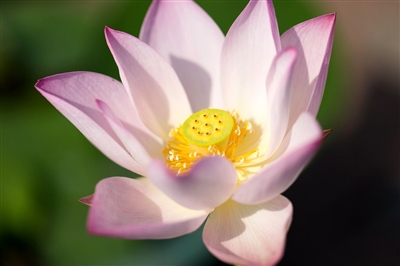 原创 精选美食:红烧冰糖鸡翅中,油豆腐炖白菜,鲜味虾,蒸鱼头的做法|milan米兰(图2) milan米兰app官网