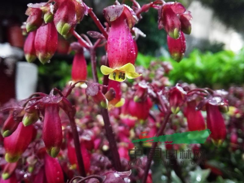 milan米兰app官网